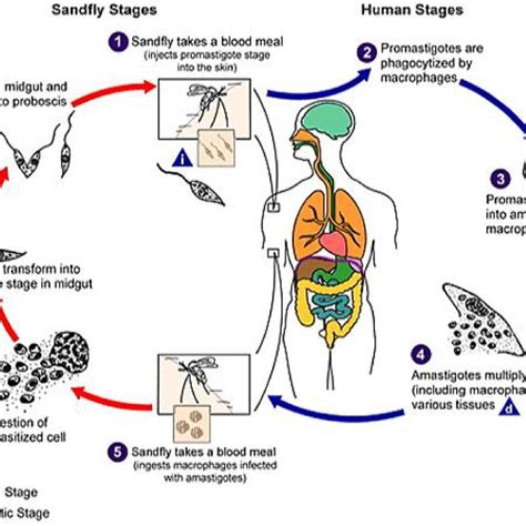  Hemosporidien : Un Parasite Subtil Qui Dansent avec les Cellules Sanguines !