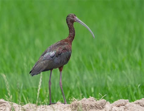  Ibis : Un oiseau majestueux qui se nourrit de poissons et qui pratique la danse nuptiale la plus élégante du monde animal ?