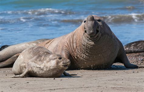  Kirkpatrickia! Un Parasite Fascinant qui se Déplace de Poissons à Oiseaux