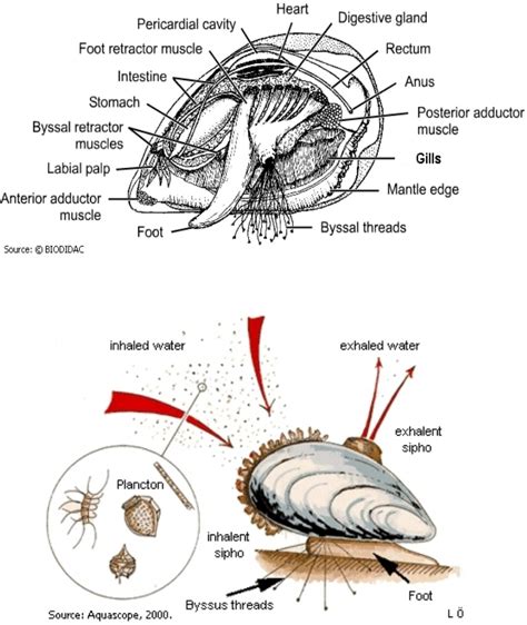  Venus Clam: Un majestueux bivalve filtreur aux eaux turquoises !