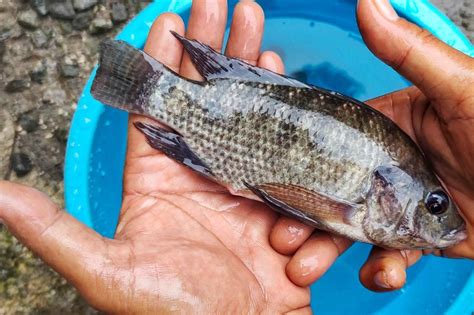  Le Tilapia: Un Poisson Endurant Qui Se Déplace Grace à Des Nageoires Dynamiques!