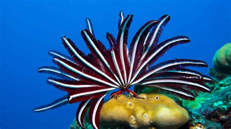  Queensland Feather Star: Une Créature Céleste qui Se Déplace comme un Plume au Vent!