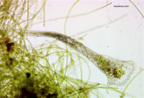 Stentor : Un géant microscopique aux multiples bouches gourmandes!