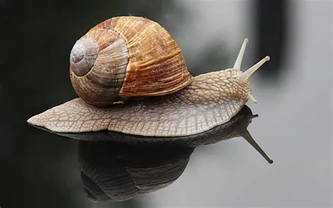  Élégante Escargot : Découvrez le Monde Fascinant de l'Escargot Épique !