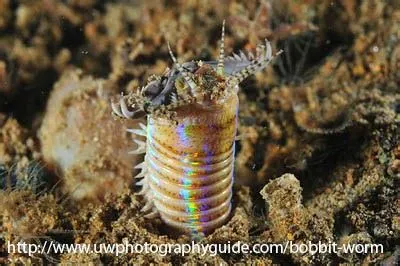  Eunice aphroditois: Une créature marine qui brille dans l'obscurité abyssale et dévore les épaves avec voracité!