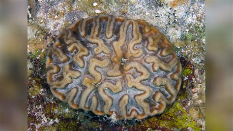  Isophyllia! A Coral with Tentacles So Tiny They Seem Like Dust Motes Dancing on the Reef