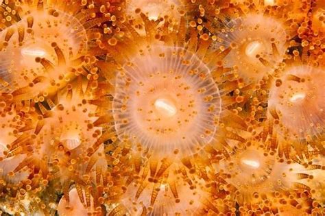  Jewelled Anemone: Where Radiant Jewels Meet the Depths of an Underwater Galaxy