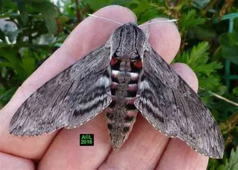  Papillon de Nuit : Une Créature Nocturne aux Yeux Perçants qui danse dans l'obscurité !