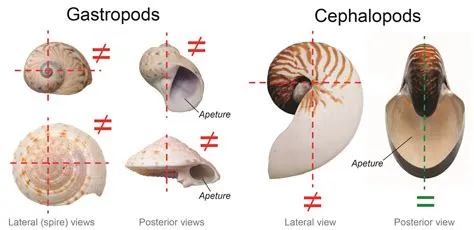  Patella! A Resilient Gastropod Masterfully Adapted to Withstand the Relentless Crashing Waves