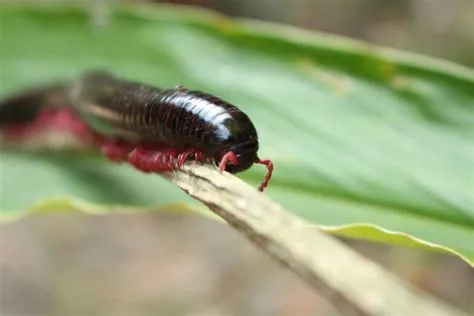  Pauropus! Un Arthropode Subterranéen aux Mille Pattes Mystérieuses