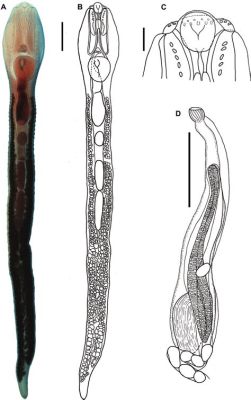 Rhopalias! Des Parasites Microscopiques aux Adaptations Astucieuses