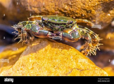  Stentors: Découvrez ces animaux aquatiques à la beauté fascinante qui ressemblent aux fleurs les plus délicates!