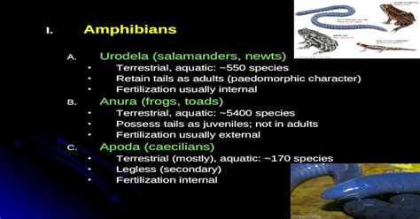  Urodela! Une créature fascinante qui combine parfaitement la vie aquatique et terrestre